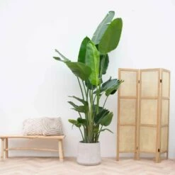 Strelitzia Nicolai Xxl - H210cm - Très Grande Plante D'intérieur 5 Strelitzia Nicolai Xxl - H210cm - Très Grande Plante D'intérieur -Emerald Soldes 023dac57f82734bb