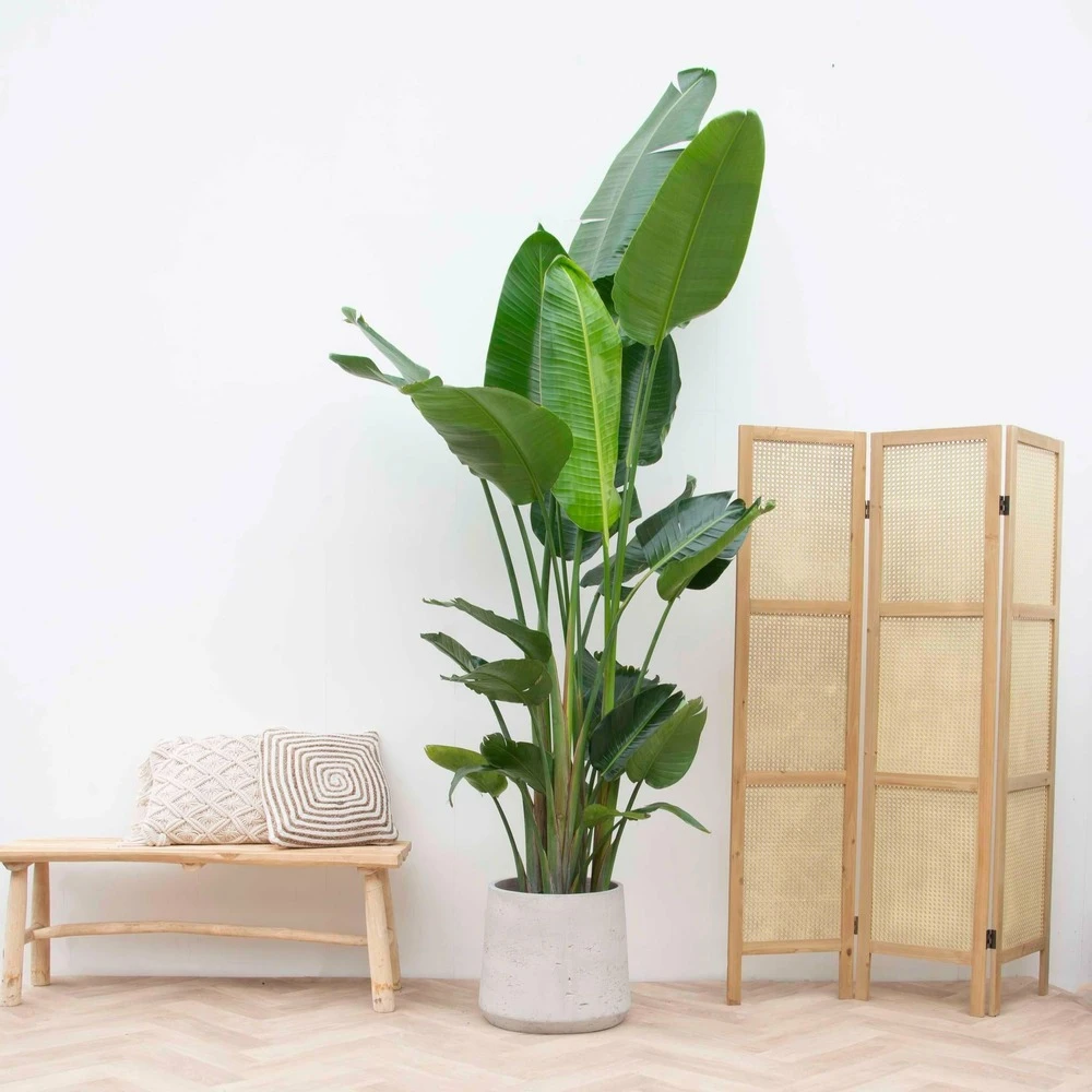 Strelitzia Nicolai Xxl - H210cm - Très Grande Plante D'intérieur 3 Strelitzia Nicolai Xxl - H210cm - Très Grande Plante D'intérieur – Image 3