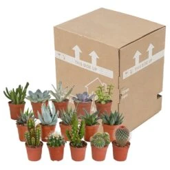 Cactus Et Succulentes, Box De 15 Plantes - H8cm, ø5,5cm - Plantes D'intérieur 7 Cactus Et Succulentes, Box De 15 Plantes - H8cm, ø5,5cm - Plantes D'intérieur -Emerald Soldes 02478b3ba3355e15