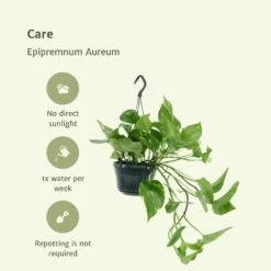 Epipremnum Aureum Scindapsus X2 - H25cm, ø15cm - Plante D'intérieur -Emerald Soldes 02e9e418984afe54
