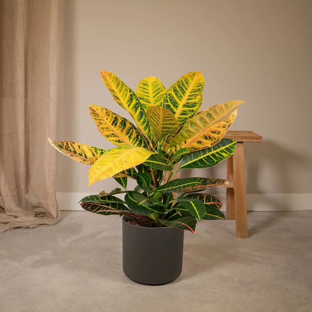 Codiaeum Petra Croton - H45cm, ø17cm - Plante D'intérieur 2 Codiaeum Petra Croton - H45cm, ø17cm - Plante D'intérieur – Image 2