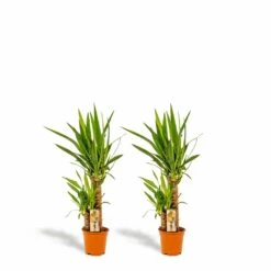 Yucca X2 - H90cm, ø17cm - Grandes Plantes D'intérieur