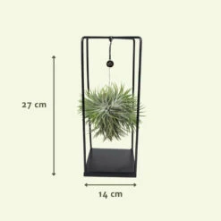 Tillandsia Et Son Support En Cube - H35cm, ø20cm - Plante D'intérieur Tombante 8 Tillandsia Et Son Support En Cube - H35cm, ø20cm - Plante D'intérieur Tombante -Emerald Soldes 07dcd3d6b0c49e5f