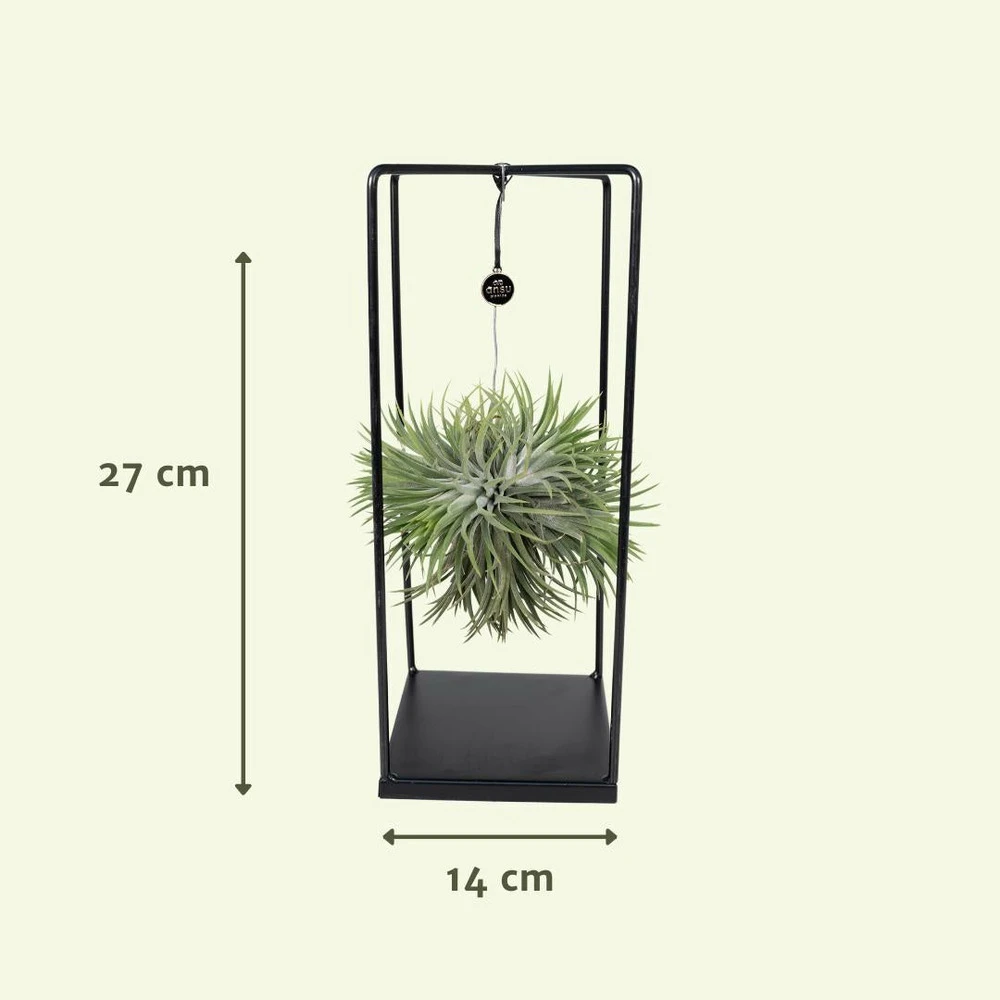 Tillandsia Et Son Support En Cube - H35cm, ø20cm - Plante D'intérieur Tombante 4 Tillandsia Et Son Support En Cube - H35cm, ø20cm - Plante D'intérieur Tombante – Image 4