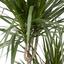 Dracaena Marginata - H115cm, ø21cm - Très Grande Plante D'intérieur -Emerald Soldes 07fbb3a2dafa42b8