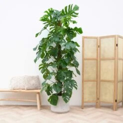 Monstera Deliciosa Xxl - H225cm, ø35cm - Très Grande Plante D'intérieur -Emerald Soldes 0886f4c754e96bb4
