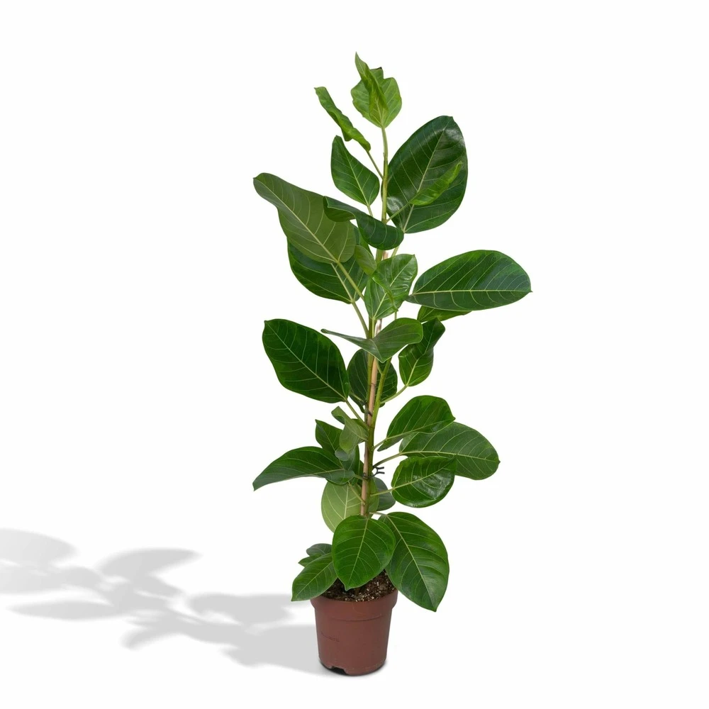 Ficus Altissima - H85cm, ø21cm - Grande Plante D'intérieur 1 Ficus Altissima - H85cm, ø21cm - Grande Plante D'intérieur