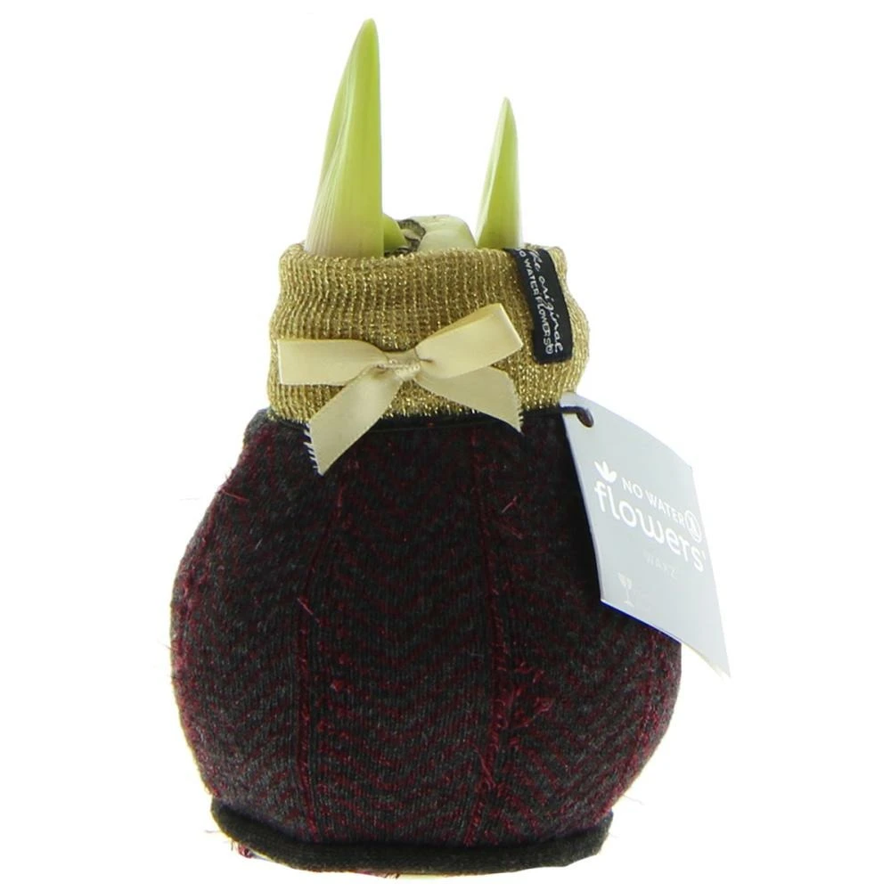 Bulbe D'amaryllis Dans Les Chaussettes D'hiver "fashion Elegant" Or-rouge 1 Bulbe D'amaryllis Dans Les Chaussettes D'hiver "fashion Elegant" Or-rouge