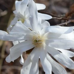Magnolia étoilé Stellata/pot De 4l - 40/60 Cm -Emerald Soldes 0de970d8753b98f4