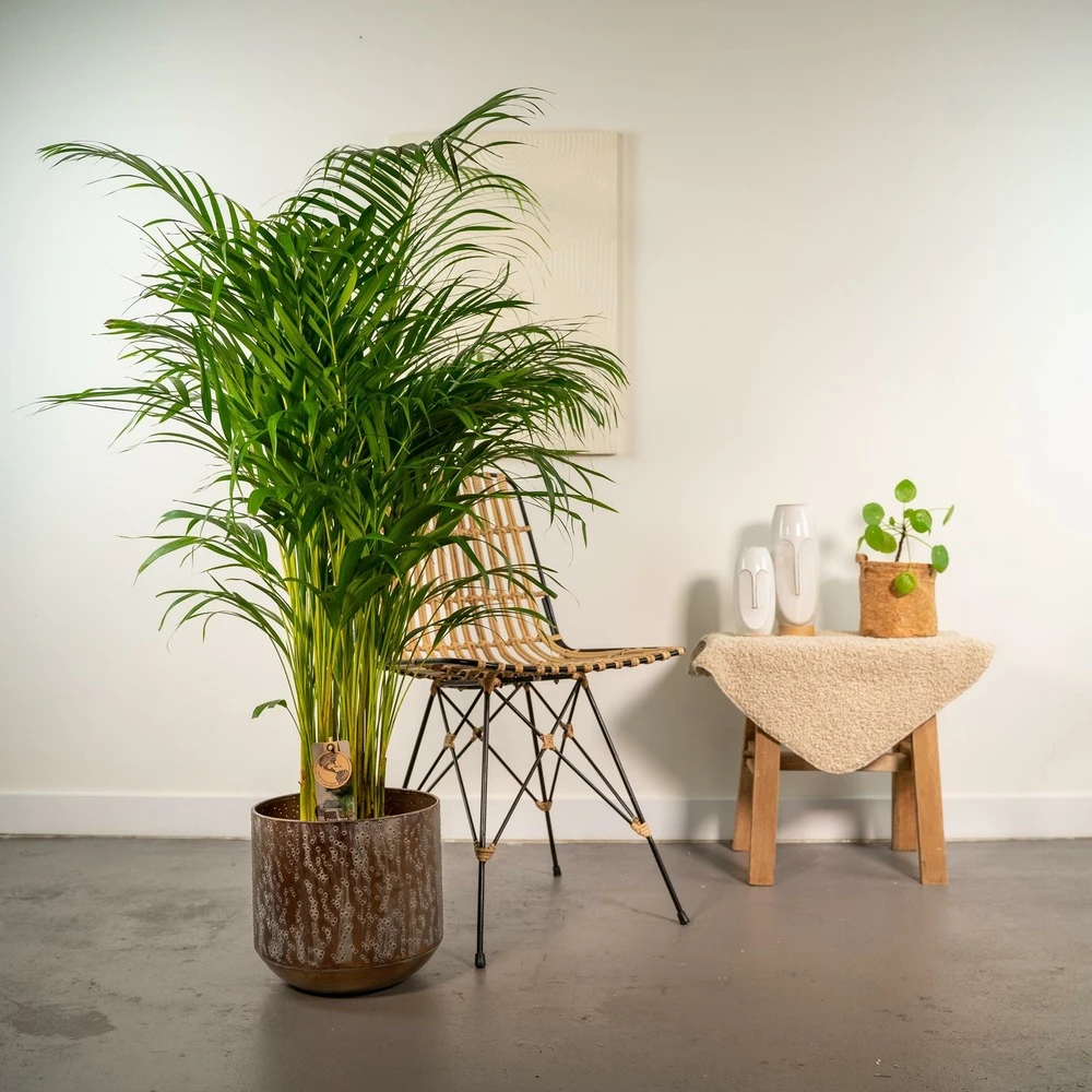 Palmier Areca Xl Et Son Cache-pot - H130cm, ø24cm - Très Grande Plante D'intérieur 2 Palmier Areca Xl Et Son Cache-pot - H130cm, ø24cm - Très Grande Plante D'intérieur – Image 2