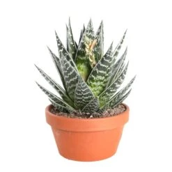 Cactus Et Succulente Mix : Pot D.17cm - H.20cm -Emerald Soldes 1024299 006