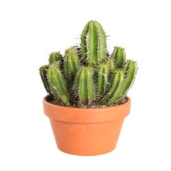 Cactus Et Succulente Mix : Pot D.17cm - H.20cm