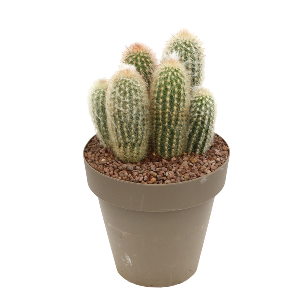 Cactus Columnari H25cm Pot D16cm 1 Cactus Columnari H25cm Pot D16cm