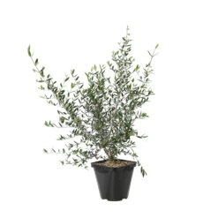 Olivier, Olea Europeae : Pot 4L