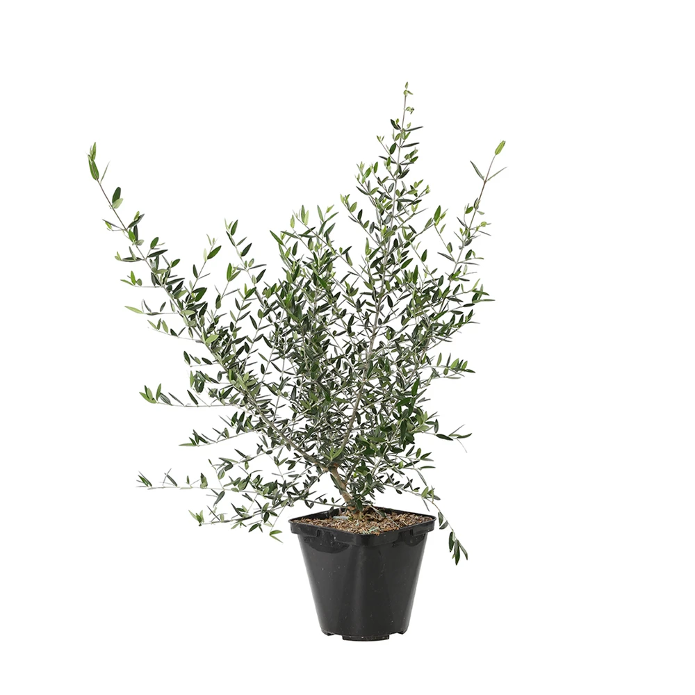 Olivier, Olea Europeae : Pot 4L 1 Olivier, Olea Europeae : Pot 4L