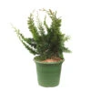 Chamaecyparis Obtusa 'Teddy Bear' Pot D2,5cm