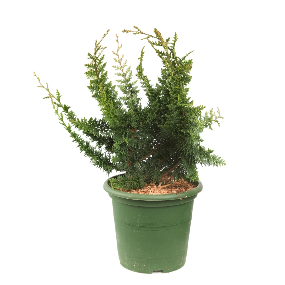 Chamaecyparis Obtusa 'Teddy Bear' Pot D2,5cm 1 Chamaecyparis Obtusa 'Teddy Bear' Pot D2,5cm