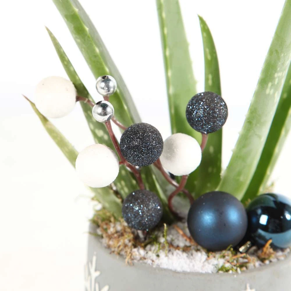 Aloe Vera, Décors Thème Montagne : Pot D.11 Cm - H.35 Cm 1 Aloe Vera, Décors Thème Montagne : Pot D.11 Cm - H.35 Cm