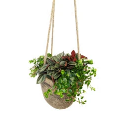 Succulentes En Sac De Jute, Pot D20cm- Variétés Variables