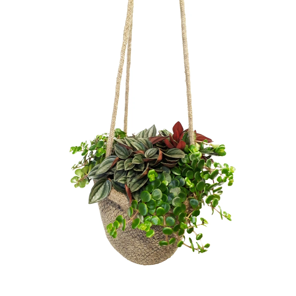 Succulentes En Sac De Jute, Pot D20cm- Variétés Variables 1 Succulentes En Sac De Jute, Pot D20cm- Variétés Variables