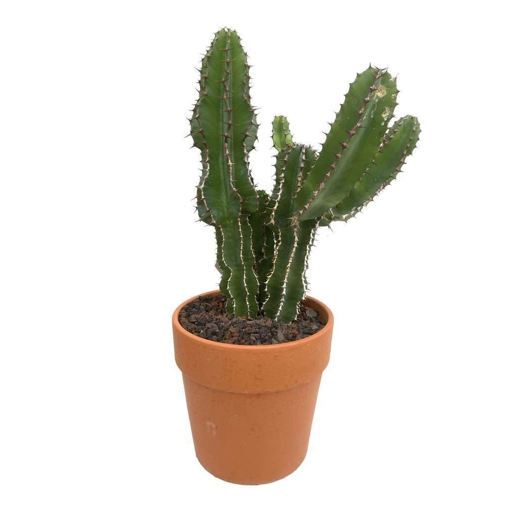 Cactus : H40cm Pot Terre Cuite D20 Cm 1 Cactus : H40cm Pot Terre Cuite D20 Cm