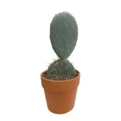 Cactus : H40cm Pot Terre Cuite D20 Cm 9 Cactus : H40cm Pot Terre Cuite D20 Cm -Emerald Soldes 1043860 002