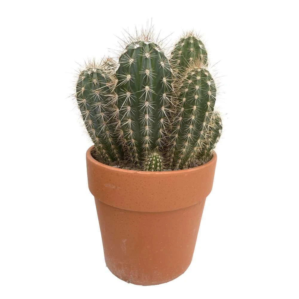 Cactus : H40cm Pot Terre Cuite D20 Cm 2 Cactus : H40cm Pot Terre Cuite D20 Cm – Image 2
