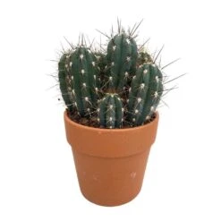 Cactus : H40cm Pot Terre Cuite D20 Cm 11 Cactus : H40cm Pot Terre Cuite D20 Cm -Emerald Soldes 1043860 005