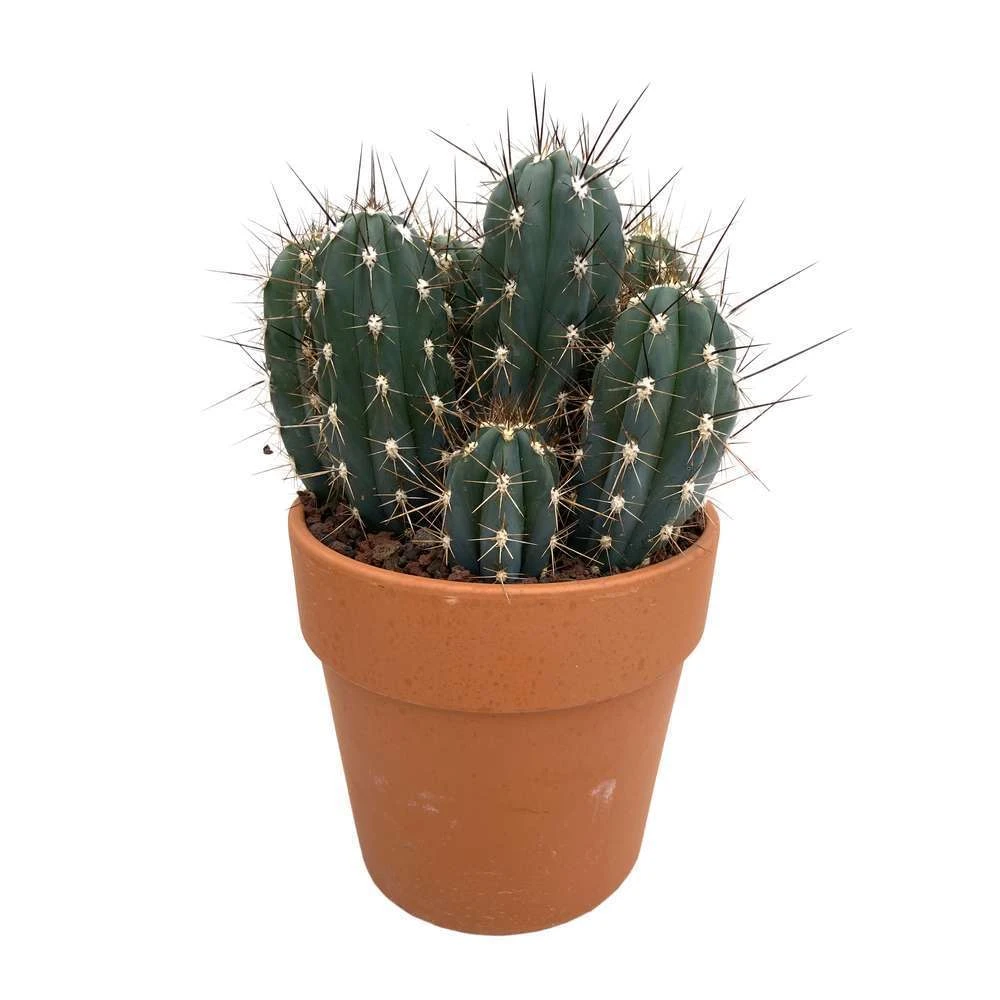 Cactus : H40cm Pot Terre Cuite D20 Cm 5 Cactus : H40cm Pot Terre Cuite D20 Cm – Image 5