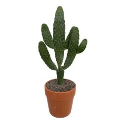 Cactus : H40cm Pot Terre Cuite D20 Cm 12 Cactus : H40cm Pot Terre Cuite D20 Cm -Emerald Soldes 1043860 006
