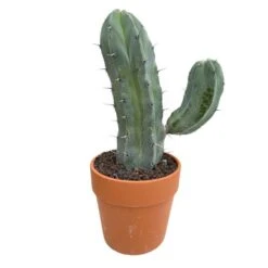 Cactus : H40cm Pot Terre Cuite D20 Cm 13 Cactus : H40cm Pot Terre Cuite D20 Cm -Emerald Soldes 1043860 007