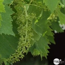 Vigne Variée : Pot 100L 9 Vigne Variée : Pot 100L -Emerald Soldes 1045083 1734520 1