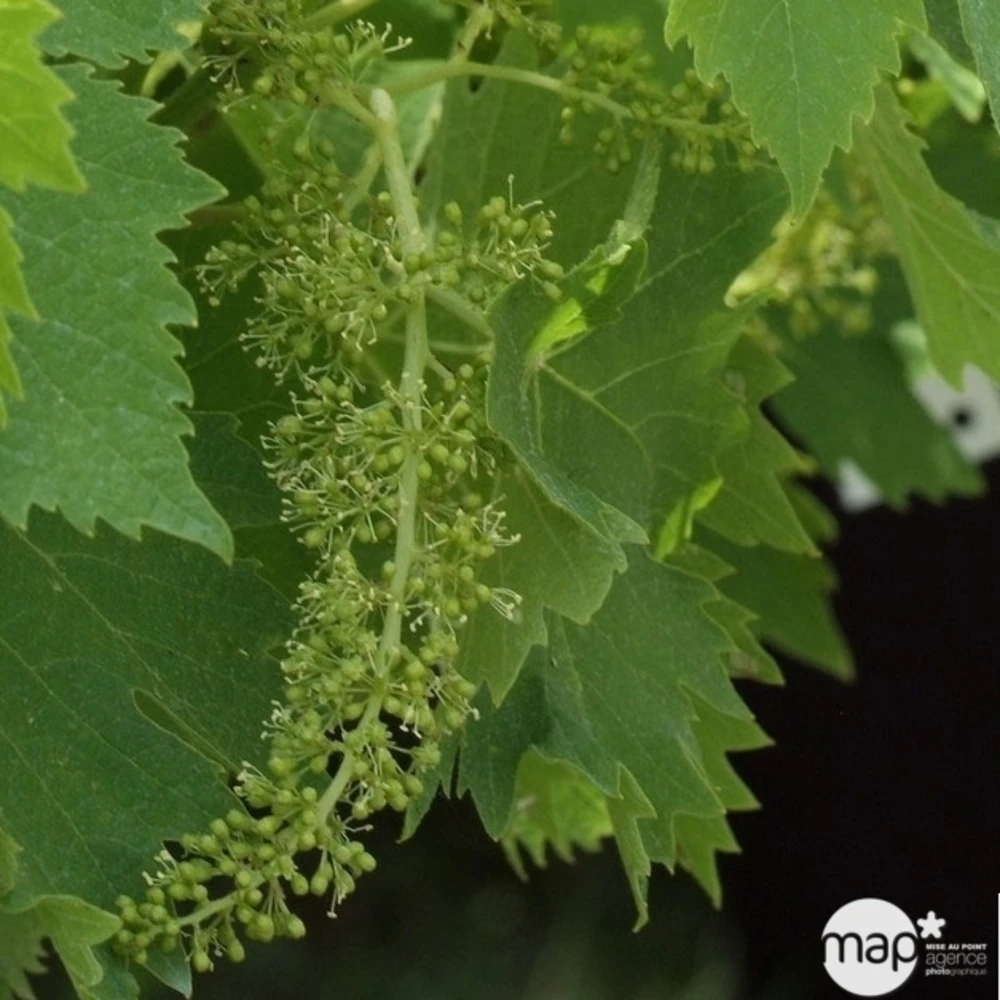 Vigne Variée : Pot 25L 5 Vigne Variée : Pot 25L – Image 5