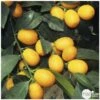 Kumquat Sur 1/4 Tige : Pot 2L