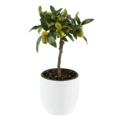 Kumquat Sur 1/4 Tige : Pot 2L -Emerald Soldes 1045106 004
