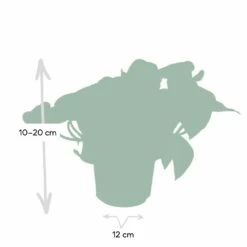 Epipremnum Happy Leaf Scindapsus - H15cm, ø12cm - Plante D'intérieur Tombante 8 Epipremnum Happy Leaf Scindapsus - H15cm, ø12cm - Plante D'intérieur Tombante -Emerald Soldes 1046f5608f3c7eca