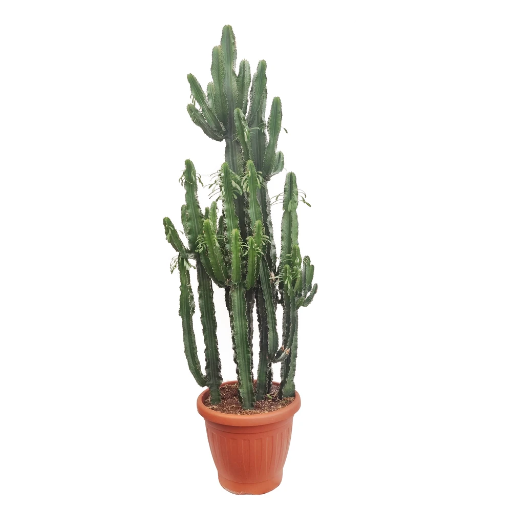 Euphorbe Erythrea 3 Pieds H220cm : Pot Ø50cm 1 Euphorbe Erythrea 3 Pieds H220cm : Pot Ø50cm