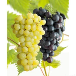 Vigne Variée : Pot 100L