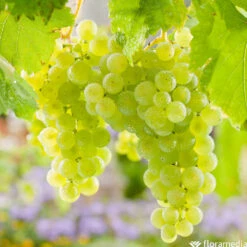 Vigne Variée : Pot 100L 7 Vigne Variée : Pot 100L -Emerald Soldes 1056072 2115060 1