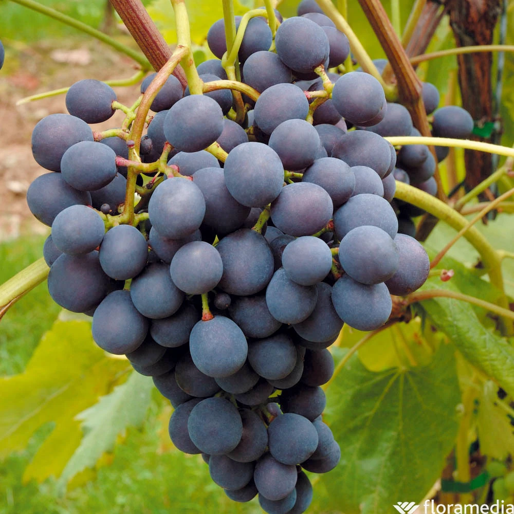 Vigne Variée : Pot 25L 4 Vigne Variée : Pot 25L – Image 4