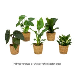 Mix Plantes Vertes, Variétés Variables : Vannerie D12cm 11 Mix Plantes Vertes, Variétés Variables : Vannerie D12cm -Emerald Soldes 1066833 2072083
