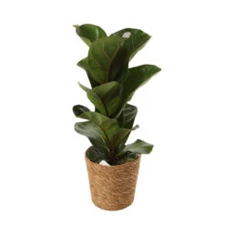 Mix Plantes Vertes, Variétés Variables : Vannerie D12cm 9 Mix Plantes Vertes, Variétés Variables : Vannerie D12cm -Emerald Soldes 1066833 2124789