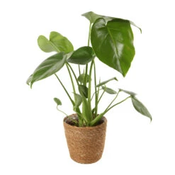 Mix Plantes Vertes, Variétés Variables : Vannerie D12cm 10 Mix Plantes Vertes, Variétés Variables : Vannerie D12cm -Emerald Soldes 1066833 2124792