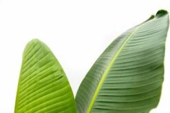 Strelitzia Augusta Xxl - H210cm, ø30cm - Très Grande Plante D'intérieur 7 Strelitzia Augusta Xxl - H210cm, ø30cm - Très Grande Plante D'intérieur -Emerald Soldes 10d5b7d3169775a9