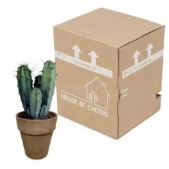 Myrtillocactus - H40cm, ø17cm - Plante D'intérieur Facile D'entretien 7 Myrtillocactus - H40cm, ø17cm - Plante D'intérieur Facile D'entretien -Emerald Soldes 119cfd77764afc00