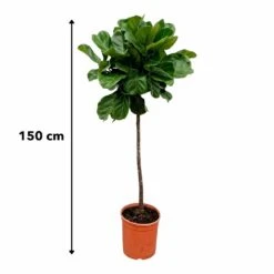 Ficus Lyrata Xl - H150cm, ø30cm - Très Grande Plante D'intérieur -Emerald Soldes 147808e77ddb7acd
