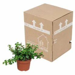 Portulacaria Afra - H25cm, ø10,5cm - Plante D'intérieur -Emerald Soldes 14989b04955025a5