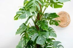Monstera Deliciosa Xxl - H225cm, ø35cm - Très Grande Plante D'intérieur -Emerald Soldes 14aee6647dd09041