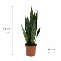 Sansevieria Zeylanica - H55cm, ø14cm - Plante D'intérieur Sans Entretien 8 Sansevieria Zeylanica - H55cm, ø14cm - Plante D'intérieur Sans Entretien -Emerald Soldes 14b7b0a41e32bd54