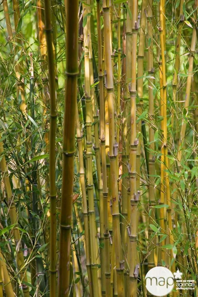 Bambou : Pot De 5 Litres 1 Bambou : Pot De 5 Litres